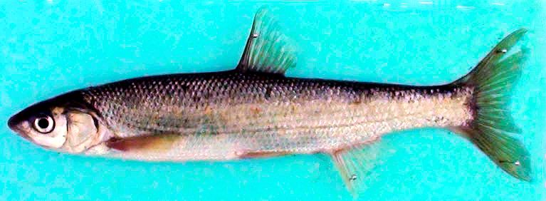 Pseudochondrostoma polylepis_05.jpg